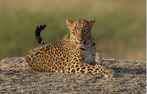 Leopard Safari