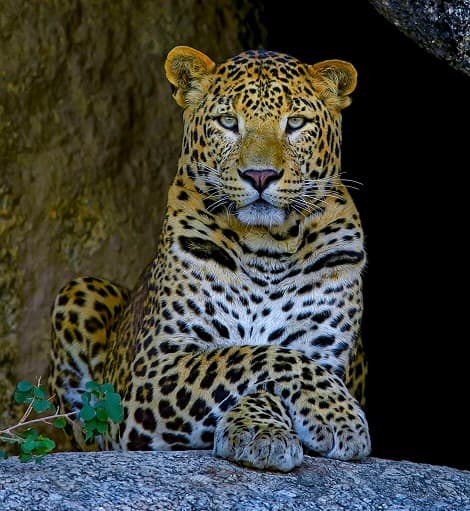 Leopard in the wild