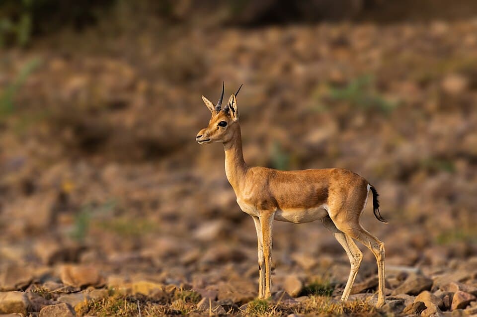 Chinkara