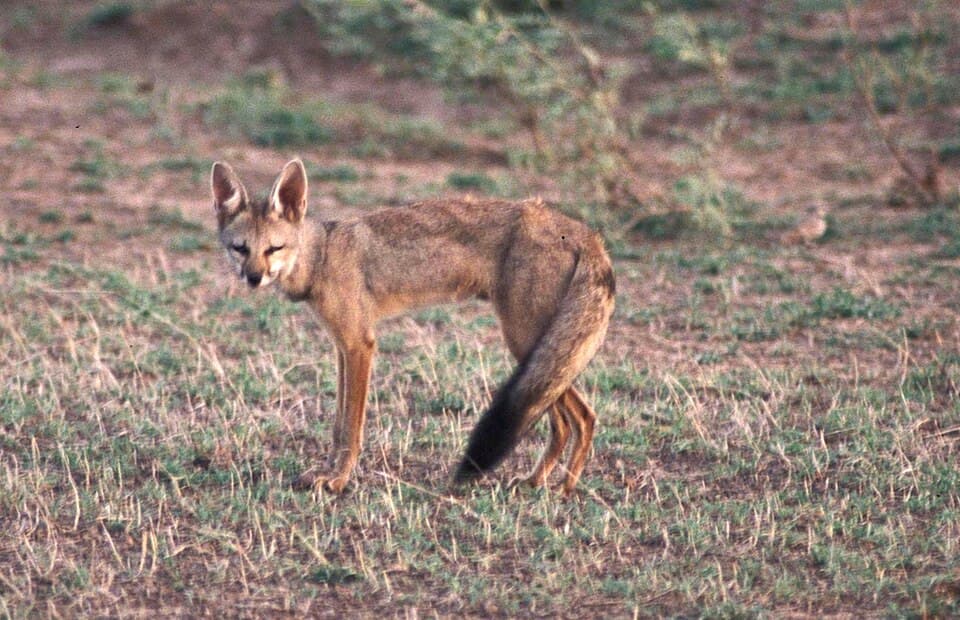 Fox