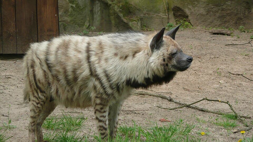 Hyena
