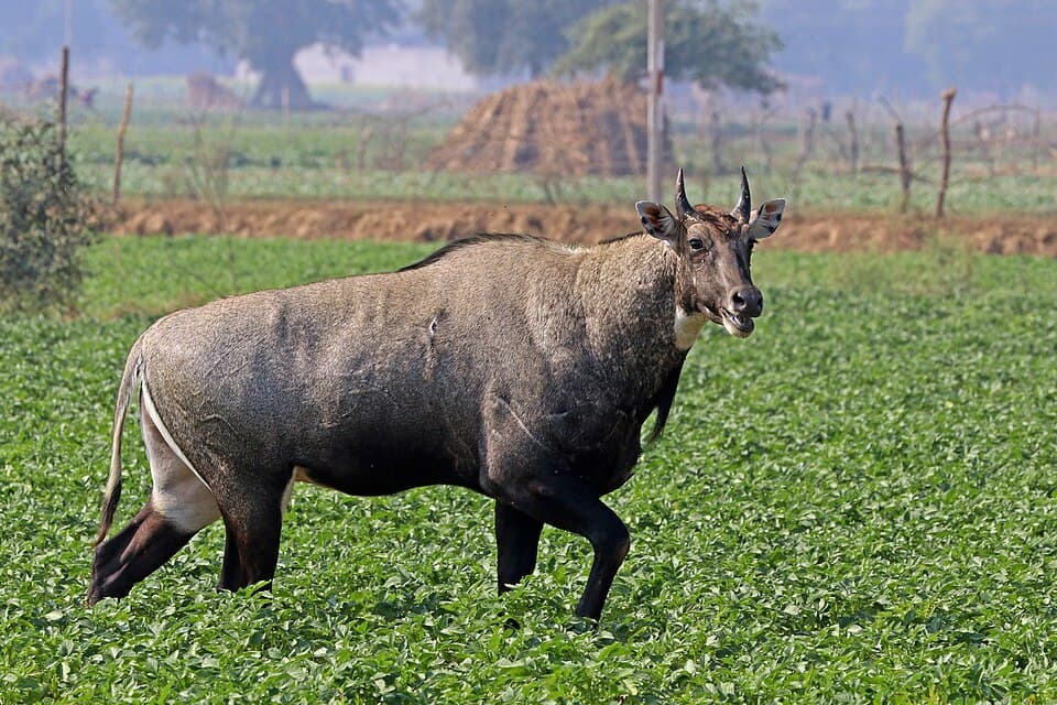 Nilgai (Blue Bull)