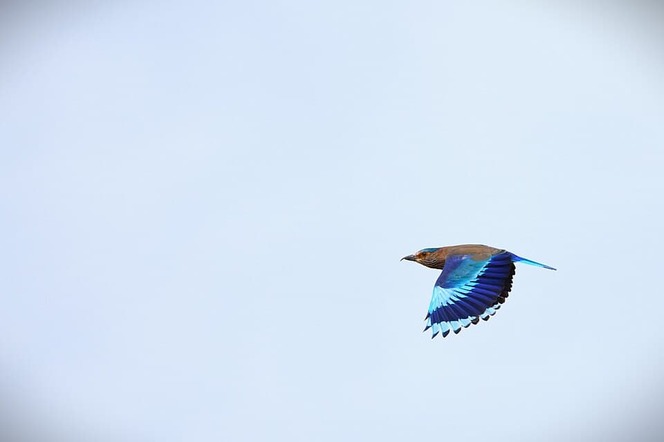 Resident Birds