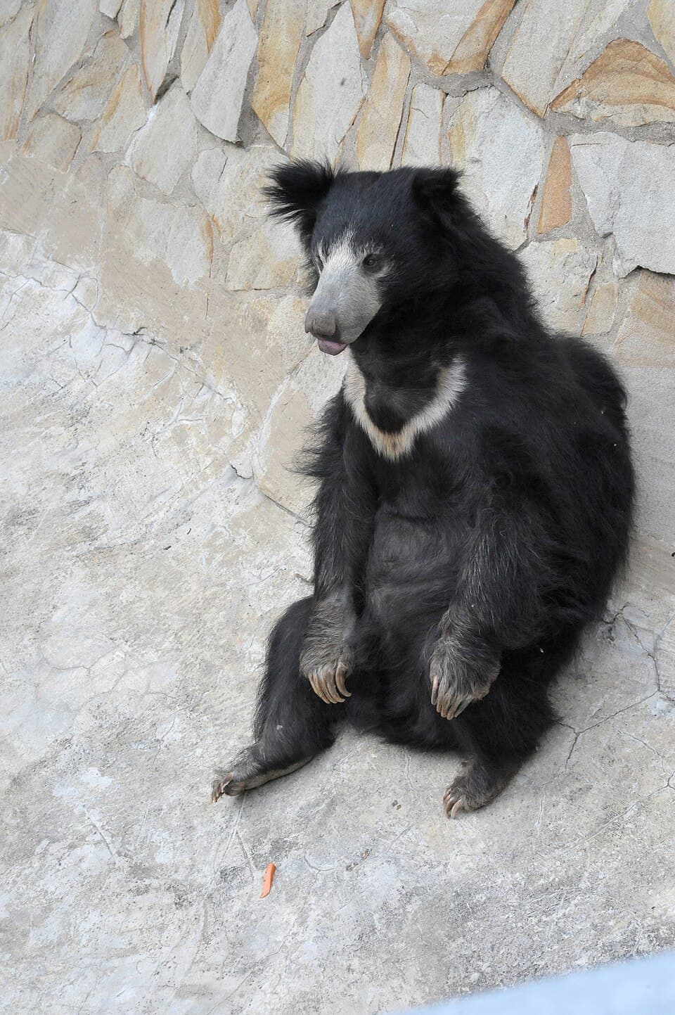 Sloth Bear