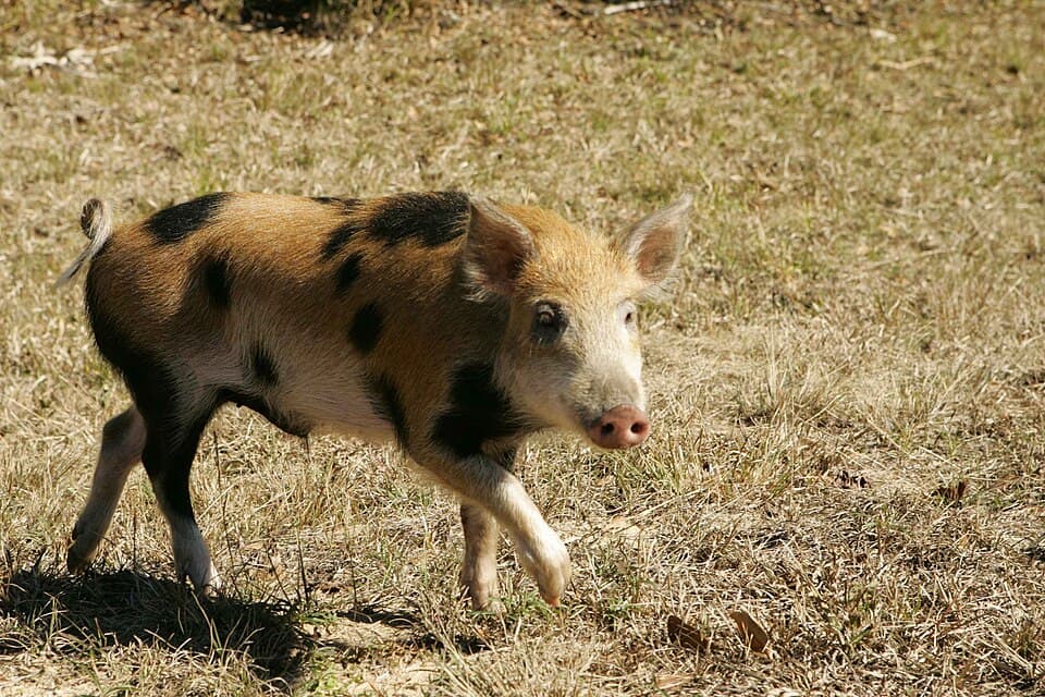 Wild Boar