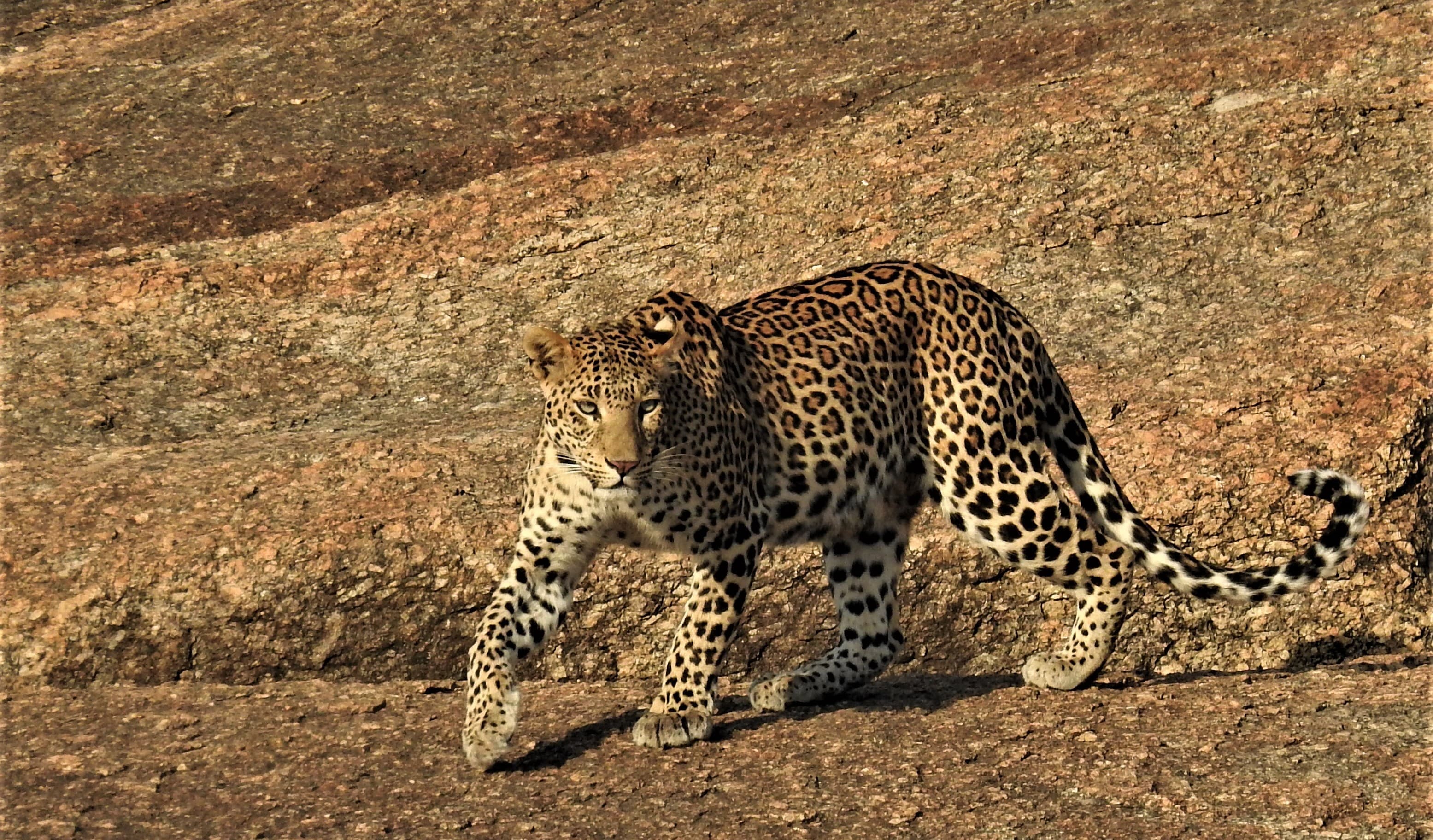 Jawai granite hills at safari hour