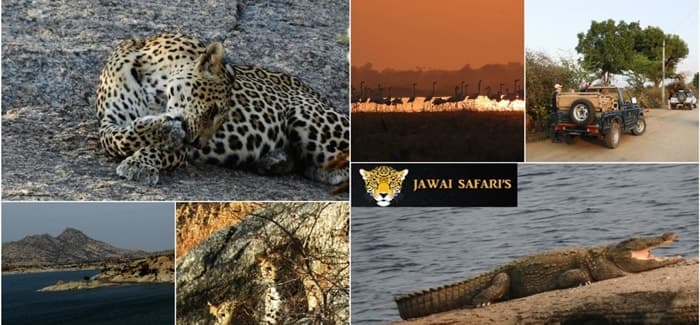 Things to do in Jawai and Bera